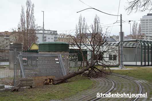 Ast auf Schleife Schottenring